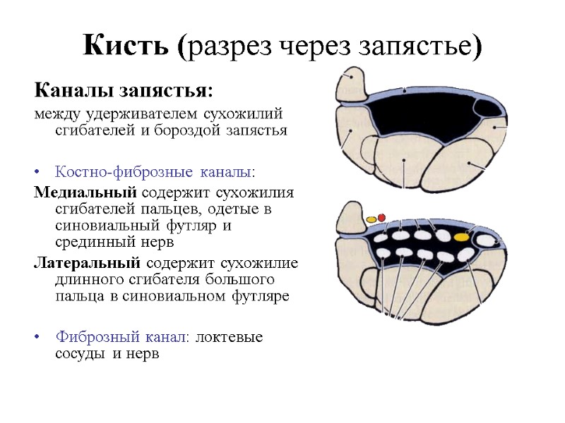 Кисть (разрез через запястье) Каналы запястья: между удерживателем сухожилий сгибателей и бороздой запястья 